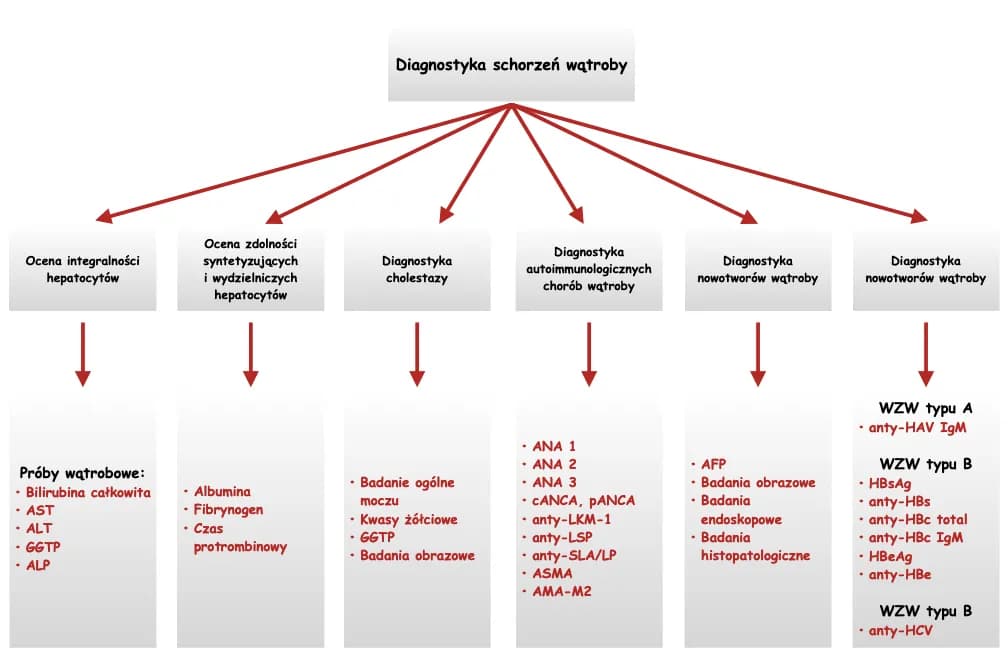Dlaczego wątroba nazywana jest laboratorium chemicznym i jakie ma funkcje?