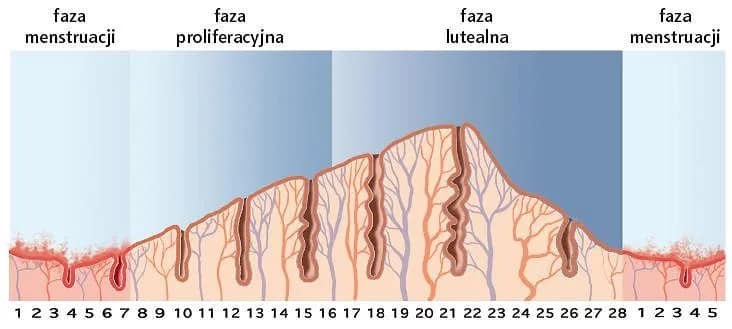 Kiedy badać LH? Kluczowe dni cyklu dla dokładnych wyników